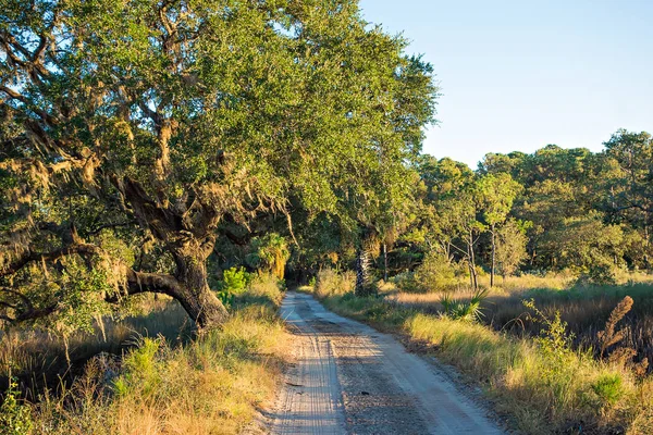 Land vägen kantas av ekar — Stockfoto