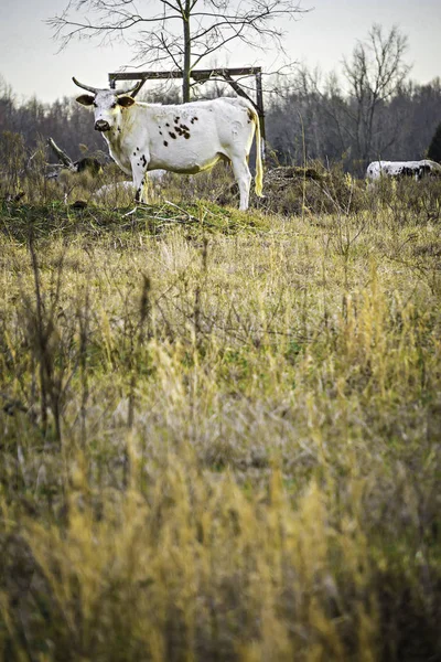 Großer weißer Bulle auf dem Hof bereit für den Wettbewerb — Stockfoto