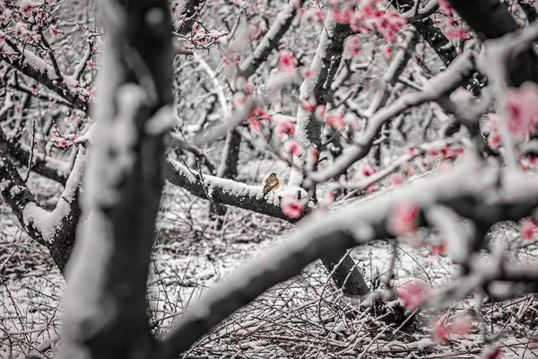 Piersic copac floare pe o fermă în zăpadă de primăvară — Fotografie, imagine de stoc