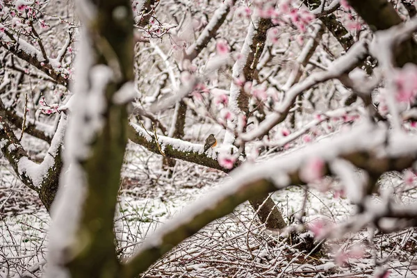 Őszibarack fa blossom egy farmon, tavaszi hó — Stock Fotó