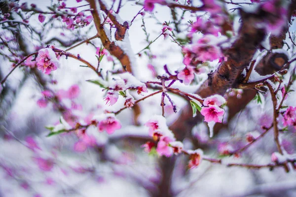 Őszibarack fa blossom egy farmon, tavaszi hó — Stock Fotó