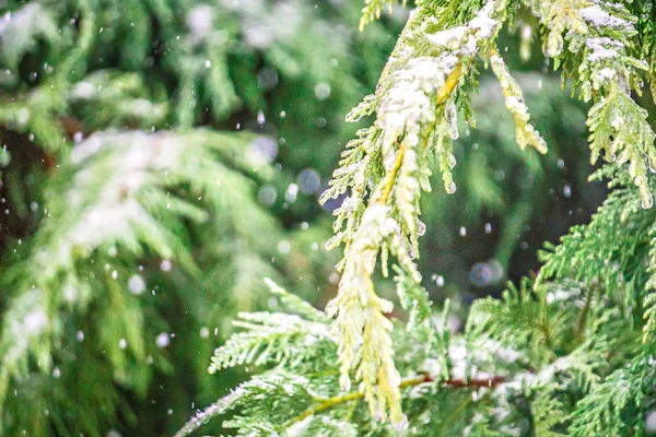 Árvores verdes cobertas de gelo e neve — Fotografia de Stock