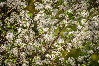 Bahar süre boyunca ağaçlarda beyaz çiçek