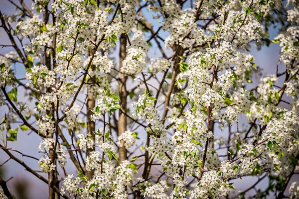 Vit blomma på träden under våren — Stockfoto