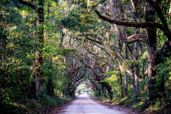 Country road with oak trees at plantation — Stock Photo, Image