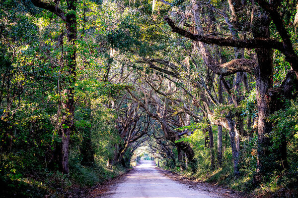 country road with oak trees at plantation