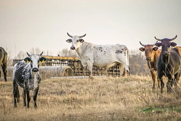 aggressive bulls staring at camera at the farm