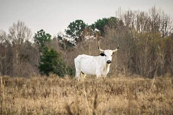Агрессивные быки, смотрящие в камеру на ферме — стоковое фото