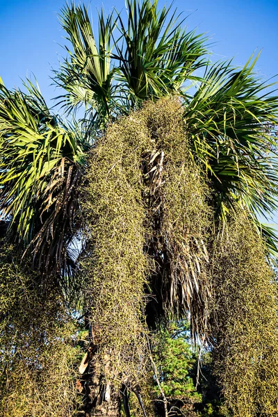 Španělský mech growin na stromě na plantáži — Stock fotografie