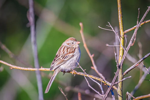 Moineau d'Amérique perché sur un arbre au printemps — Photo