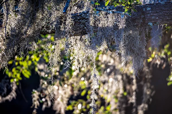 Spanish moss growin on a tree at the plantation — Stock Photo, Image