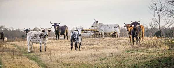 aggressive bulls staring at camera at the farm