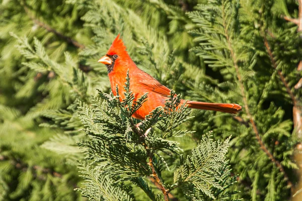 Czerwony kardynał pirched się na gałęzi drzewa evegreen — Zdjęcie stockowe