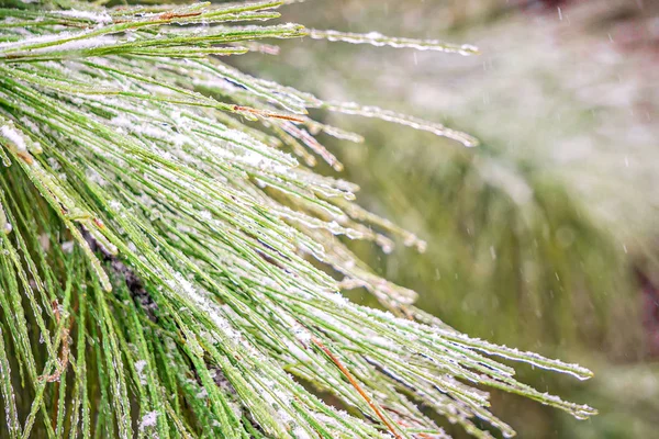 Evegreen 나무 눈과 얼음으로 덮여 — 스톡 사진