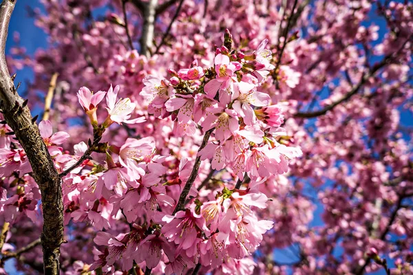 Våren blommar träd med rosa blommor — Stockfoto