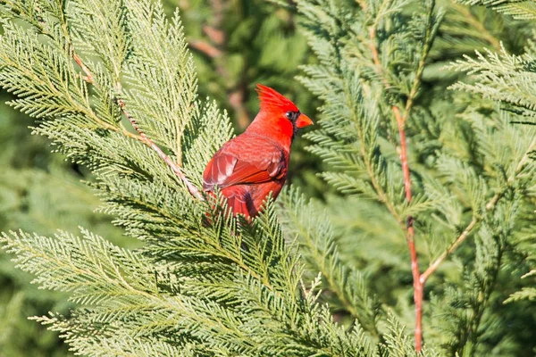 Red cardinal pirched up on the branch of evegreen tree — стоковое фото