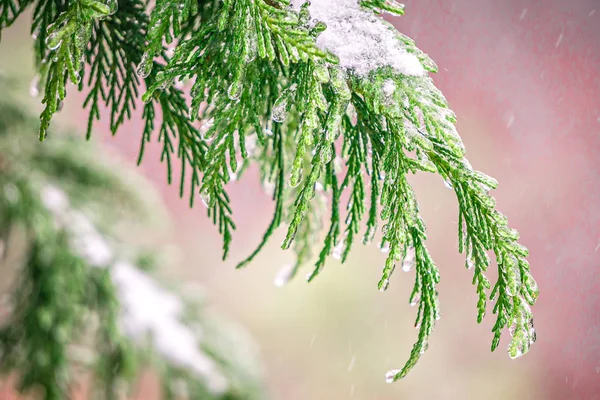 Evegreen ağaçlar buz ve kar kaplı — Stok fotoğraf