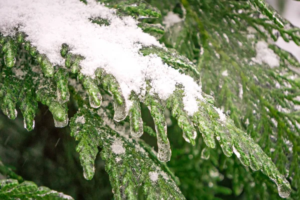 Evegreen bomen bedekt met sneeuw en ijs — Stockfoto