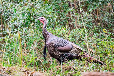 vahşi ormanda tarama Türkiye