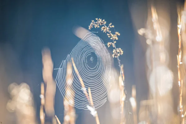 Morning sun illuminating spider web oon a lawn — Stock Photo, Image