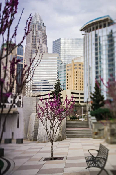 Spring time in charlotte north carolina — Stock Photo, Image