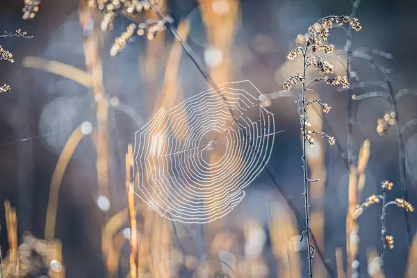Morning sun illuminating spider web oon a lawn — Stock Photo, Image