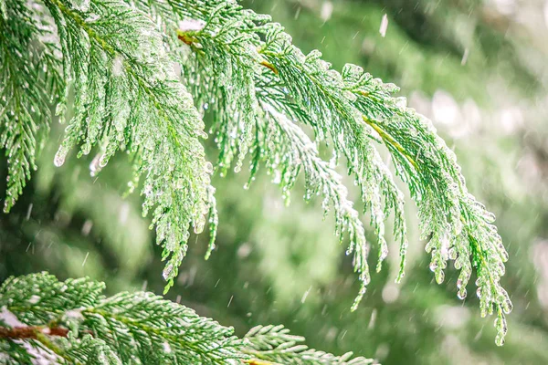 Evegreen 나무 눈과 얼음으로 덮여 — 스톡 사진