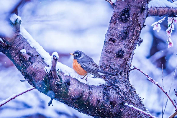 Αμερικανική robin σκαρφαλωμένο σε δέντρο ανθισμένο ροδάκινο στο χιόνι άνοιξη — Φωτογραφία Αρχείου