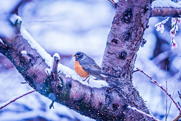 Americano robin empoleirado no florescendo pêssego árvore na primavera neve — Fotografia de Stock