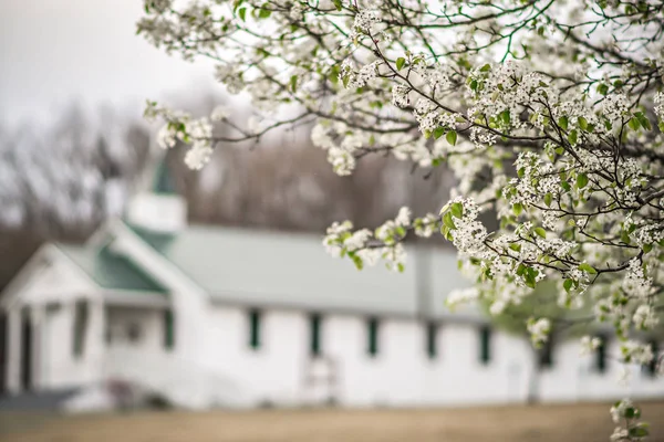 Fehér virágos fák alatt tavasszal — Stock Fotó
