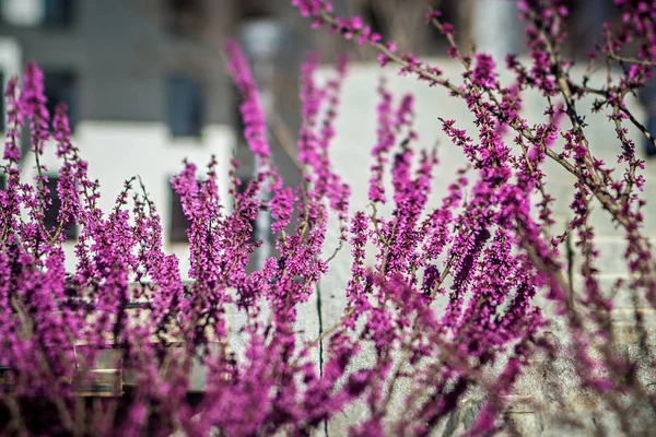 Early spring bloom in the city — Stock Photo, Image