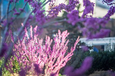 kentin erken Bahar bloom