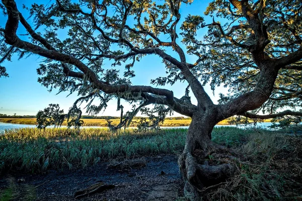 Meşe ağaçları ve güzel doğa günbatımı, örneğin bir çiftlikte — Stok fotoğraf