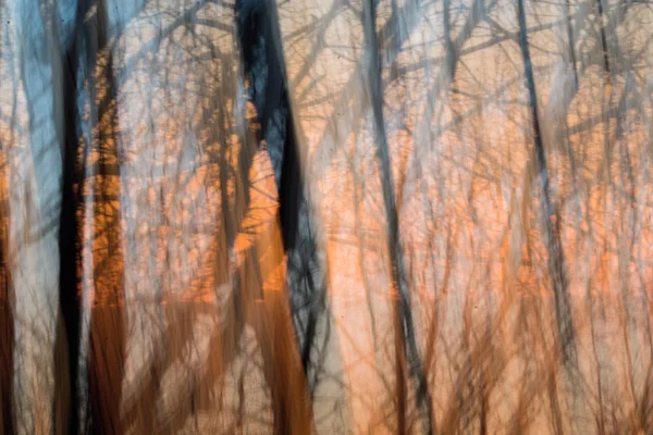 Abstract forest woods at sunset time — Stock Photo, Image