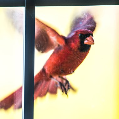 cardinal male bird flying into home door glass clipart