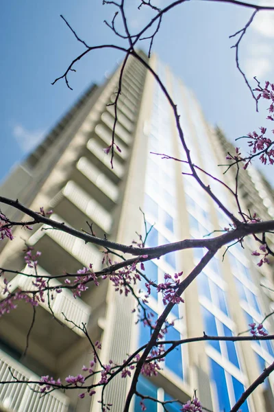 Primavera na cidade com edifício highrise — Fotografia de Stock