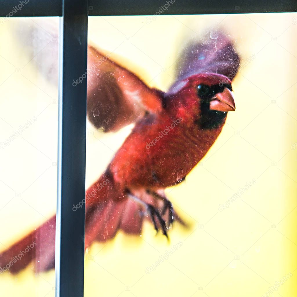 cardinal male bird flying into home door glass