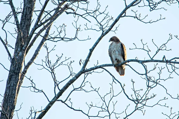 Faucon adulte sur un arbre — Photo