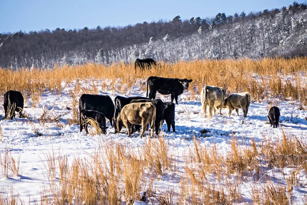 Viehbestand auf schneebedeckter Weide im südlichen Gebirge im Norden — Stockfoto