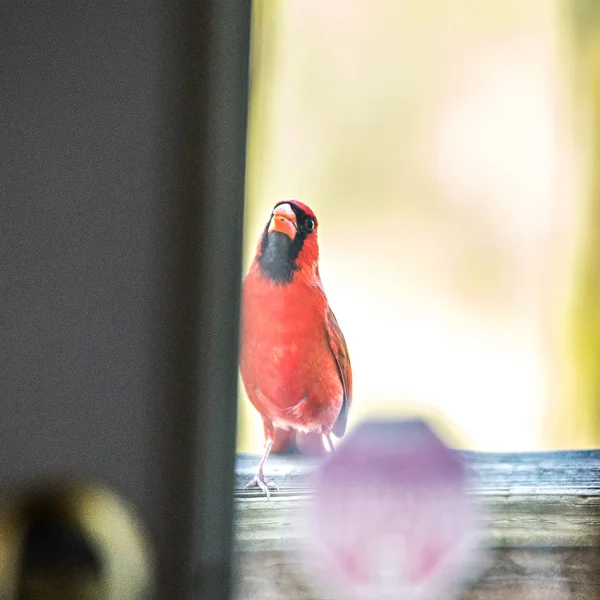Kardinaali uros lintu lentää kotiin oven lasi — kuvapankkivalokuva