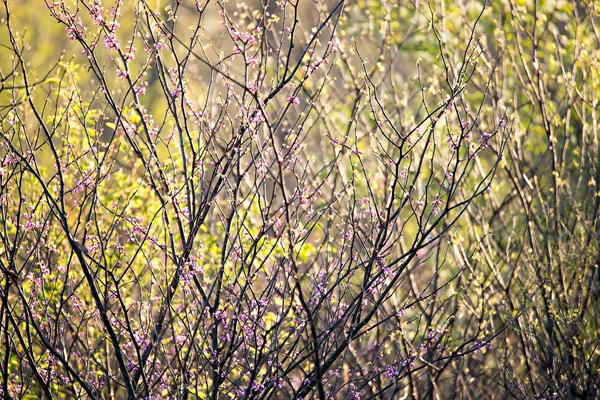 Fondo abstracto de primavera de plantas florecientes al amanecer — Foto de Stock