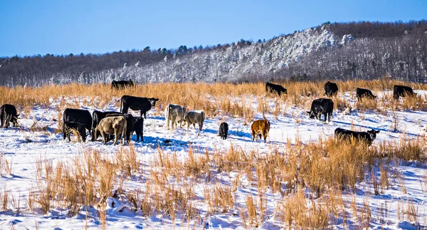 Cattle stock on pasture covered in snow in south mountains north — Stock Photo, Image