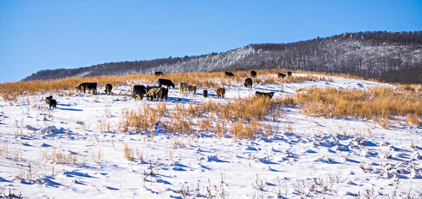 Bestiame al pascolo coperto di neve nelle montagne a sud nord — Foto Stock