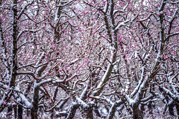 Peach tree farm tijdens Lente sneeuw met bloesem — Stockfoto