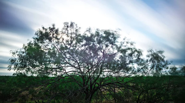 Long exposure o a tree near farm land — Stock Photo, Image