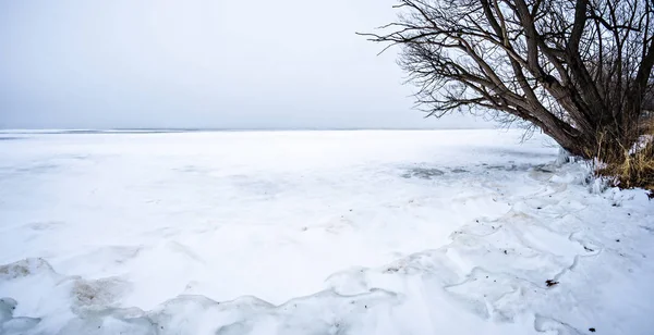 熊在三月春月冻结的密歇根湖 — 图库照片
