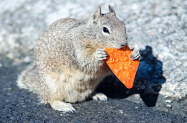 dorrito çip california kıyısında yemek california sincap