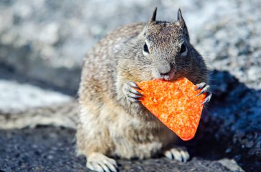 dorrito çip california kıyısında yemek california sincap