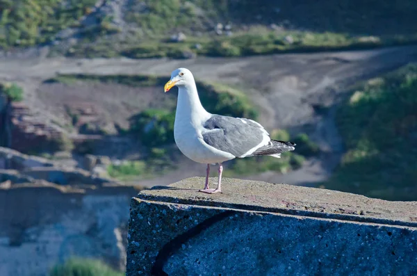 Seagulls on posts around the coastal usa scenes — Stock Photo, Image