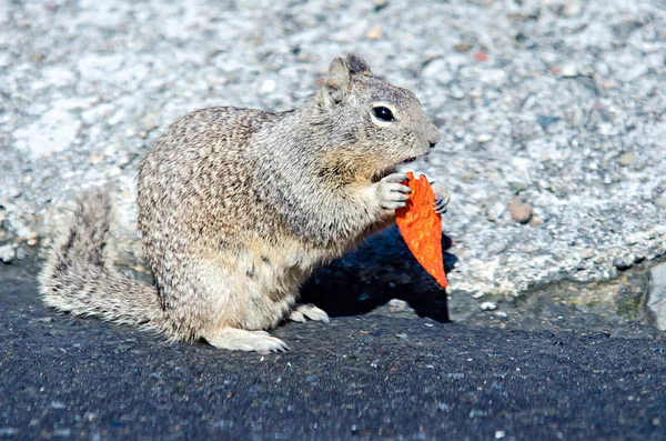 California scoiattolo mangiare un chip dorrito sulla costa della California — Foto Stock